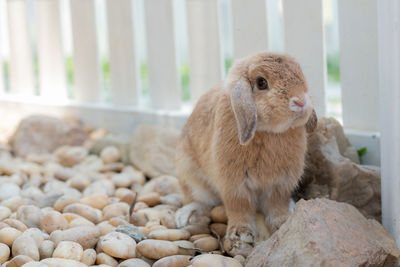 Close-up of a rabbit on rock