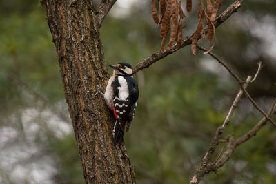 Close-up of bird perching on tree