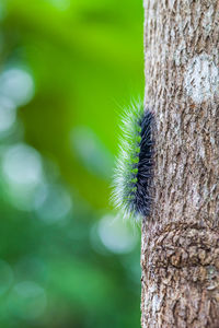 Close-up of insect on tree trunk