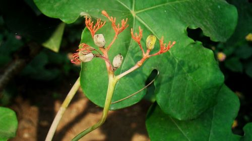 Close-up of insect on plant