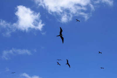 Low angle view of birds flying in sky