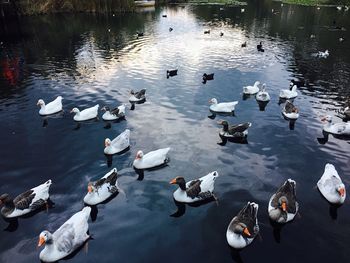 High angle view of swans swimming in lake