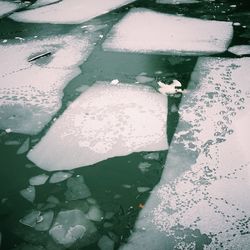 Reflection of trees in puddle