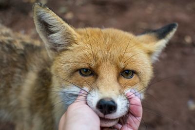 Fox in my hands