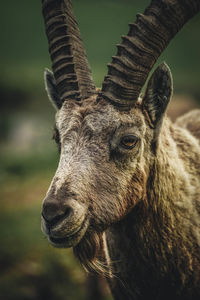 Close-up of alpine ibex