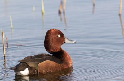 Duck swimming in lake