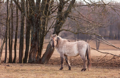 Untamed majesty. captivating portrait of a wild horse in the early spring in northern europe