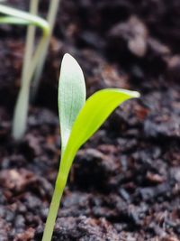 Close-up of plant growing outdoors