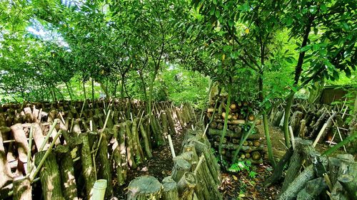 View of trees in the forest