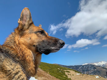 Dog looking away on mountain against sky