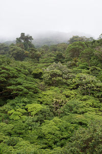 Scenic view of green landscape