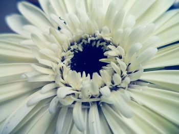 Close-up of white flower blooming outdoors