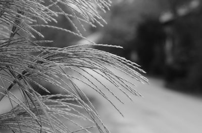 Close-up of stalks against blurred background