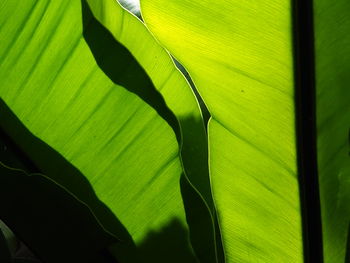 Close-up of green leaves on plant