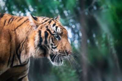 Tiger in a forest