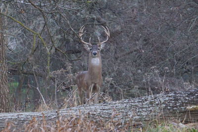 Deer in forest