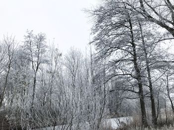 Low angle view of dead tree against sky