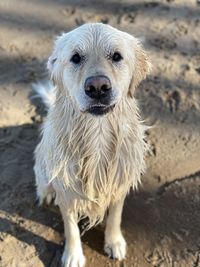Portrait of dog standing on land