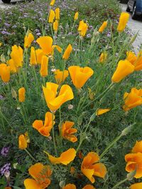 Close-up of yellow flowers