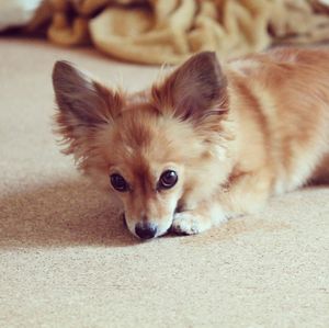 Portrait of dog lying down on floor