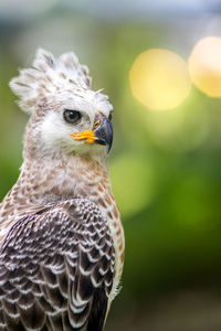 Close-up of eagle