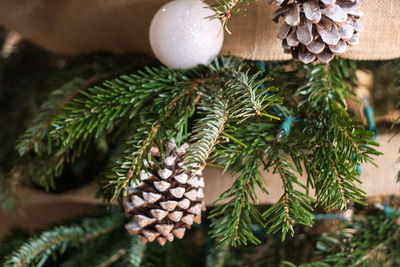 Close-up of christmas tree