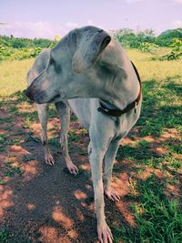 Horse standing on field