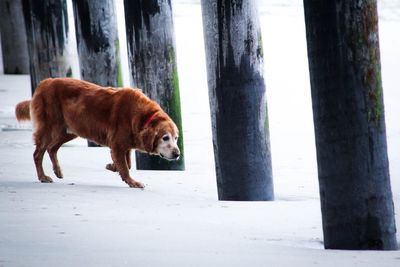 Side view of brown dog below pier at beach