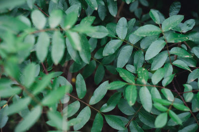 High angle view of wet leaves