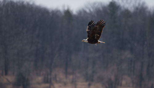 Eagle with fish in talons flying over lake mississinawa south of wabash, in