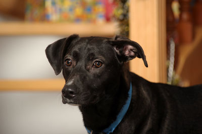 Portrait of black dog