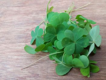 High angle view of potted plant on table