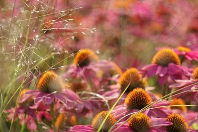 Close-up of flowers