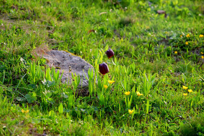 Close-up of sheep on field