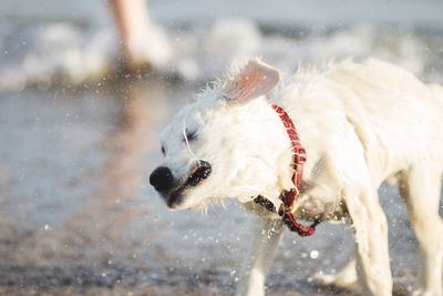 Dog splashing water at beach
