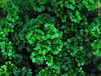 High angle view of flowering plants on field