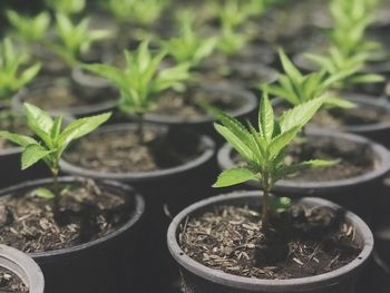 Close-up of potted plant