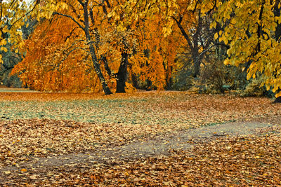 Close-up of autumn trees in forest