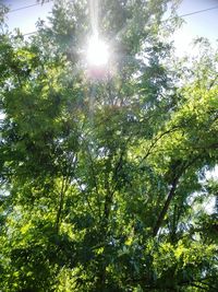 Low angle view of trees against sky