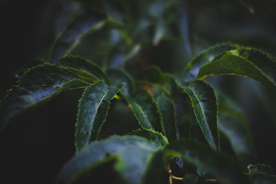 Close-up of green leaves