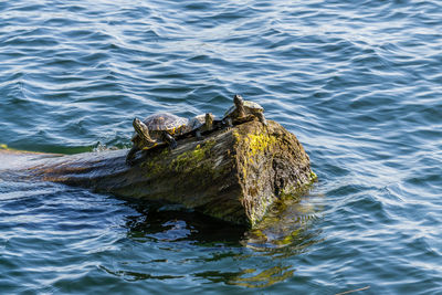 Three turtle sit on a log at gene coulon park in renton, washington.