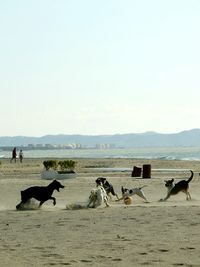 People on beach against clear sky