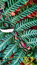 Close-up of plant