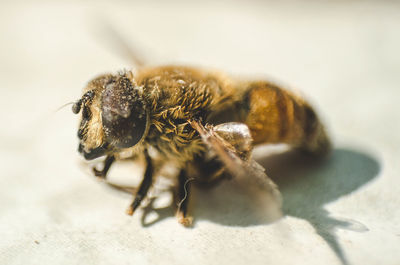 Close-up of insect