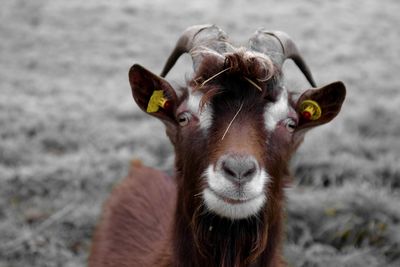 Portrait of goat on grassy field