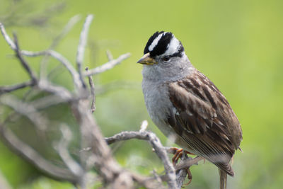 Close-up of bird perching on tree