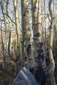 View of trees in forest