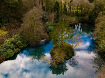 Reflection of trees in water