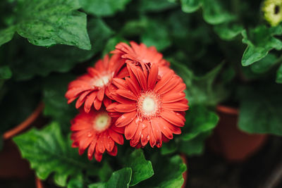 Close-up of red flowering plant