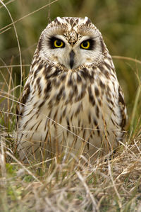 Portrait of owl on field